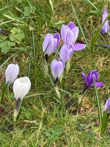 A small group of beautiful purple snowdrops in the centre of the picture with  a couple of white snowdrops to their left. These lovely flowers appearing amongst the grass are the first signs of Spring I have seen.